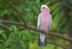 Galah